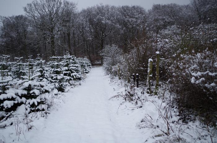 Fæld jeres eget juletræ på Fredskovsminde