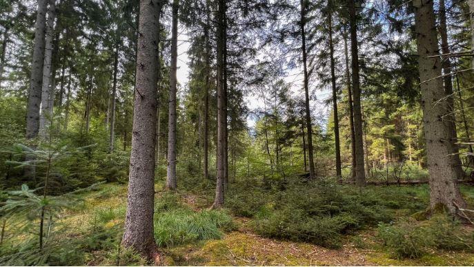 Danmark skal rejse mere skov - meget mere skov